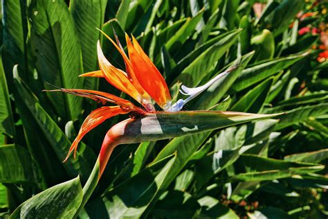 天堂鳥 觀葉|Bird of Paradise 天堂鳥植栽